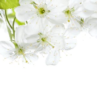 Spring Kit for SDVE
